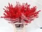 Preview: Vollsortiment - Ilex, 50 cm